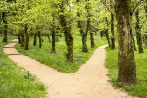 path_diverging_in_woods_2