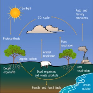 carboncycle_sm