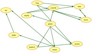 food web-network