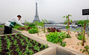 Mickael Toublant, gardener for French chef Alain Passard, checks vegetables on a 150 square meter garden installed on the roof of the Palais de Tokyo museum in Paris